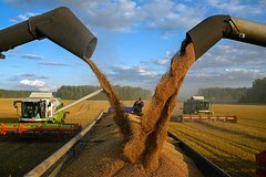 Read more about the article В Египте опровергли отказ от покупки пшеницы из России