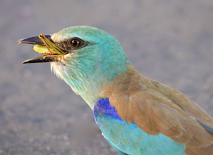 Read more about the article Сизоворонка (Coracias garrulus L.) — Животные и природа