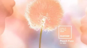 Read more about the article Какой цвет года Pantone